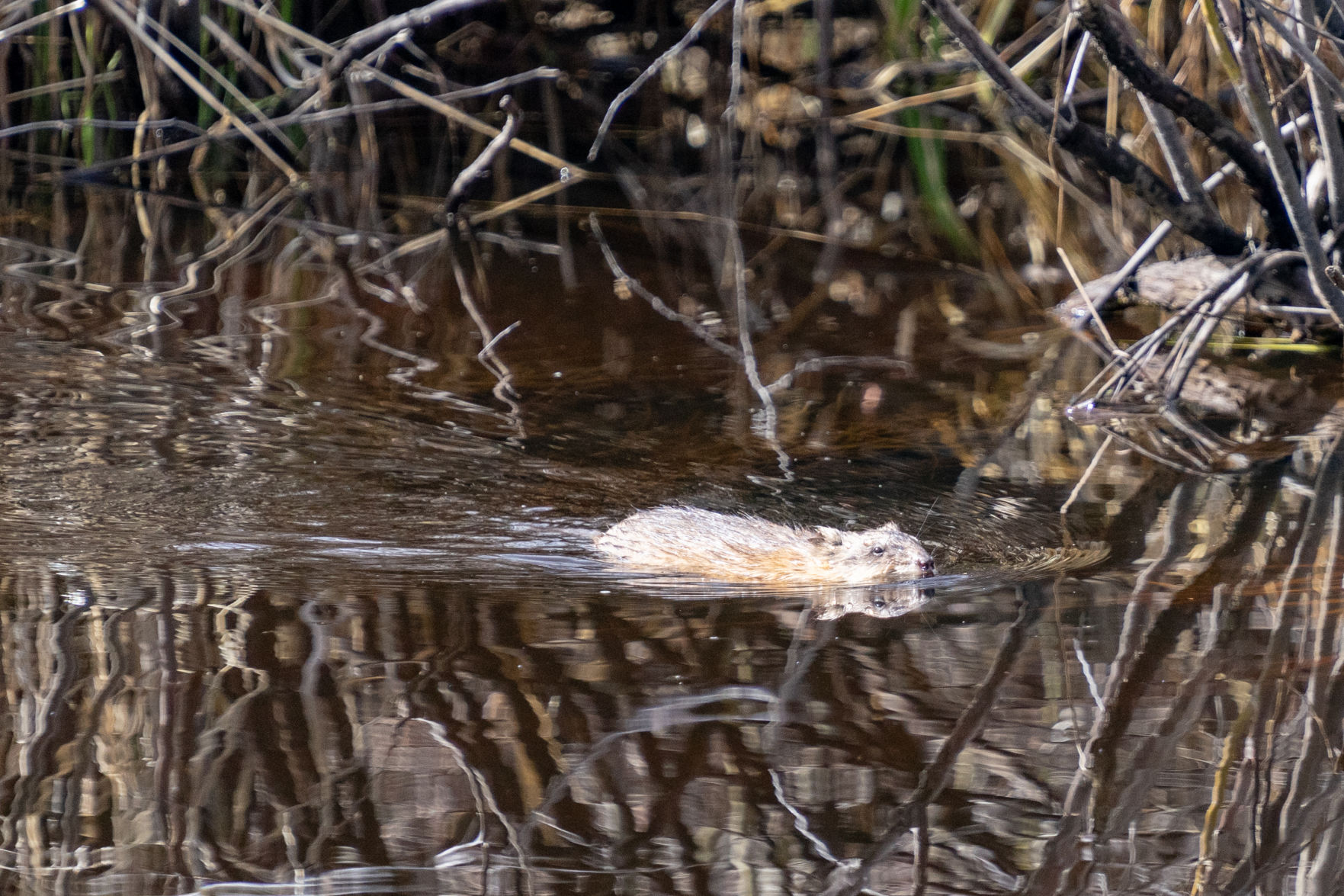 Busy beaver